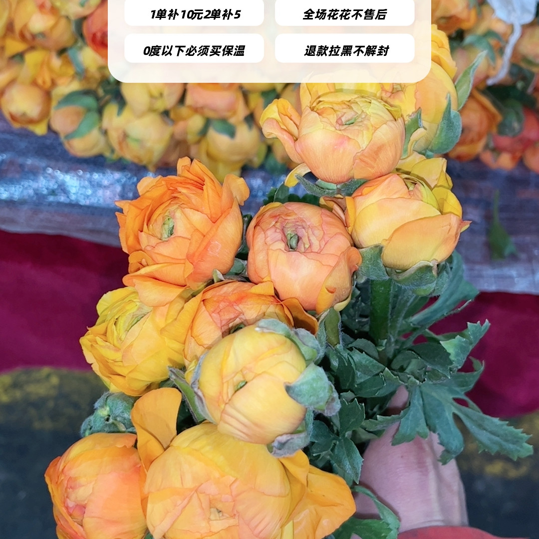 不售后，推荐橙色洋牡丹1扎8～10支，购买三单包邮,鲜花速递/花卉仿真/绿植园艺,花材,淘宝优惠券,粉丝福利购,淘宝优惠卷