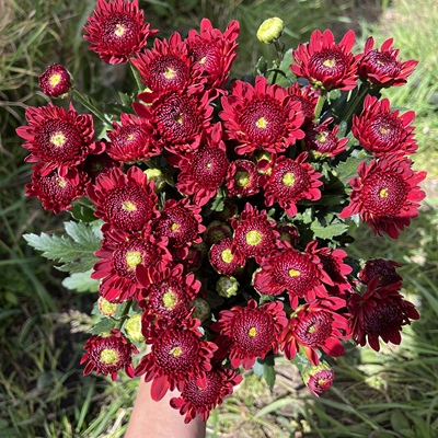 不售后，必买变异不知名红色小菊1扎8～10只，购买三单包邮