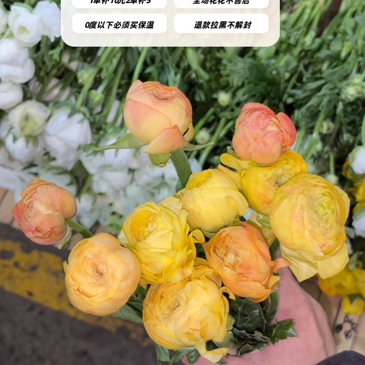 不售后，推荐黄桃洋牡丹1扎8～10支，购买三单包邮