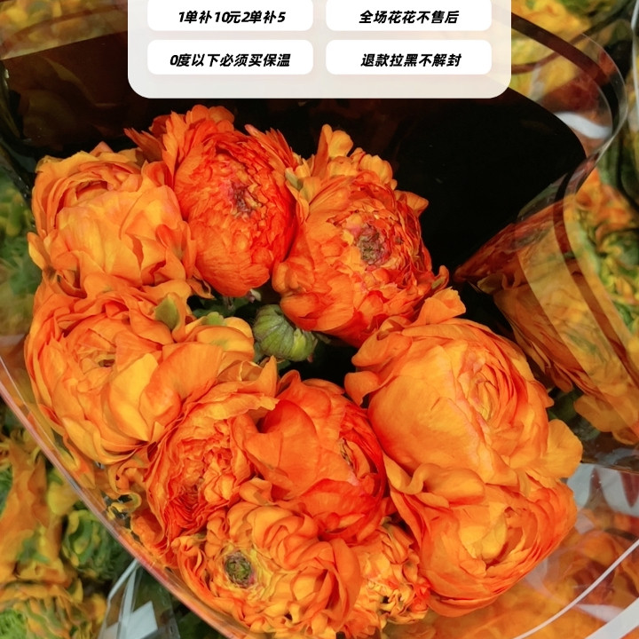 不售后，推荐橙色锦鲤洋牡丹1扎8～10支，购买三单包邮,鲜花速递/花卉仿真/绿植园艺,花材,淘宝优惠券,粉丝福利购,淘宝优惠卷