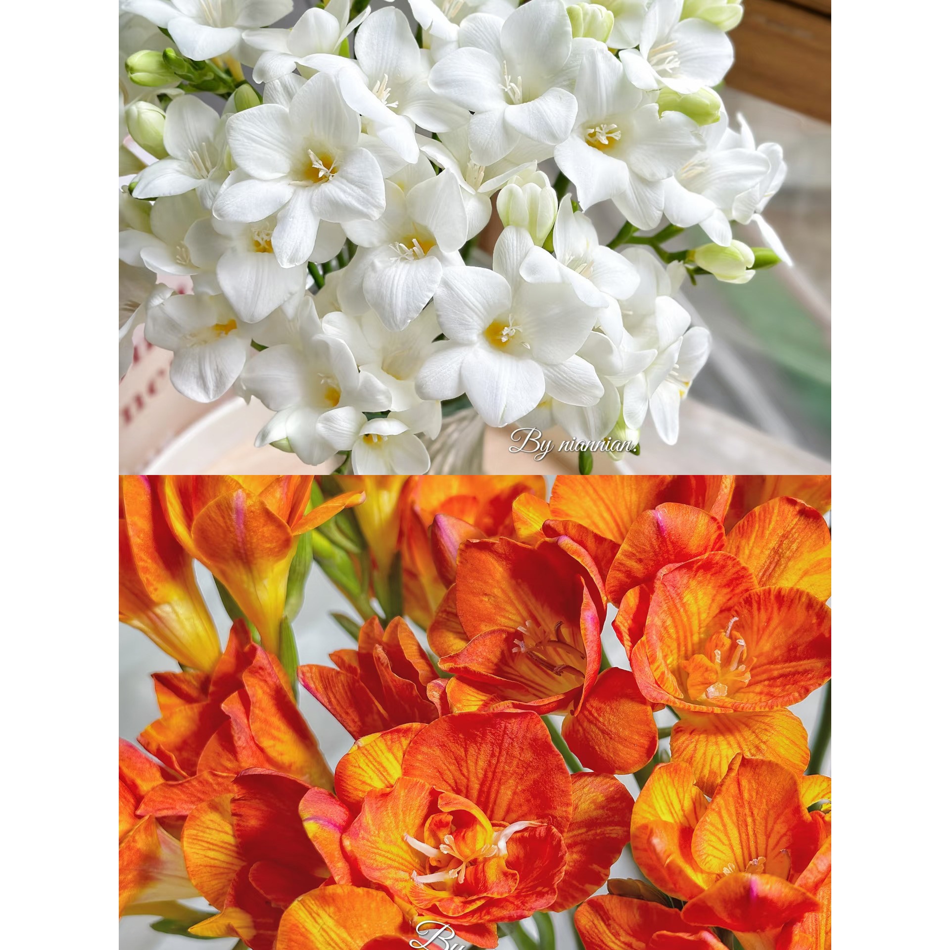 不售后，白色加橙色香雪兰2扎16～20只，购买三单包邮,鲜花速递/花卉仿真/绿植园艺,花材,淘宝优惠券,粉丝福利购,淘宝优惠卷