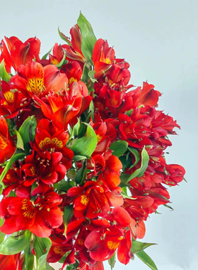 不售后，必买进口红色6初1扎8～10支，购买三单包邮