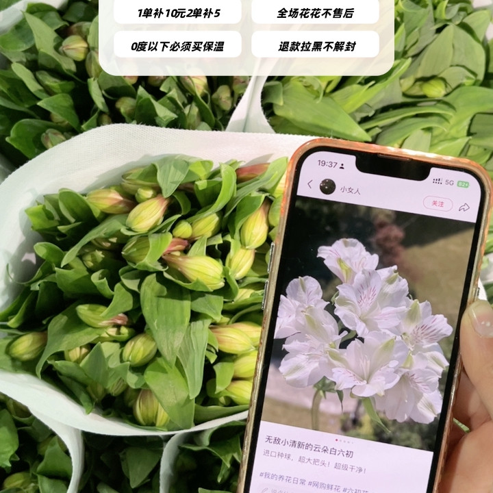 不售后，必买绝美进口云朵6初1扎8～10支，购买三单包邮,鲜花速递/花卉仿真/绿植园艺,花材,淘宝优惠券,粉丝福利购,淘宝优惠卷