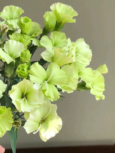 不售后，可丽鲜·布恩多丁1扎，购买三单包邮