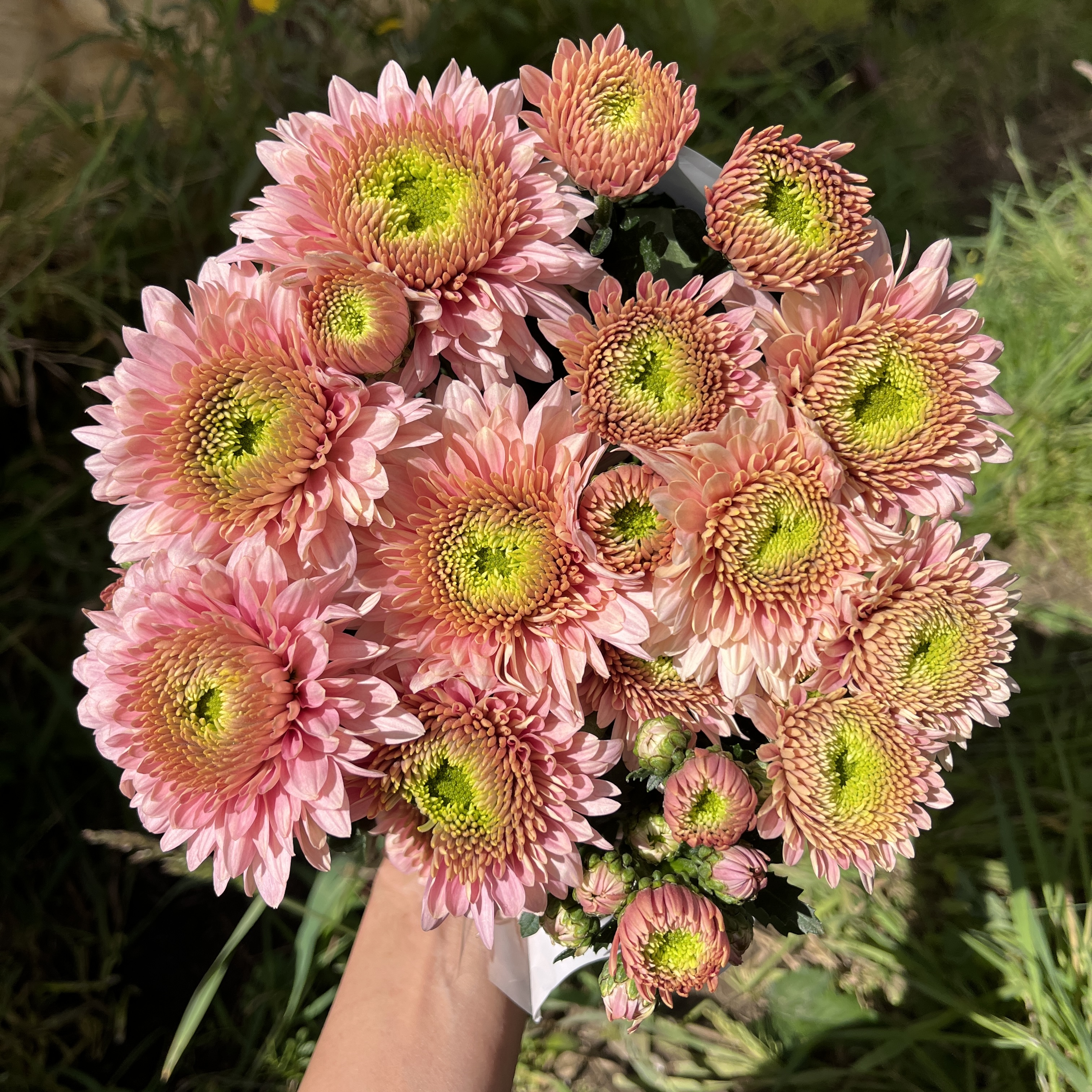 不售后，必买变异香槟粉琉璃单头菊1扎8～10只，购买三单包邮