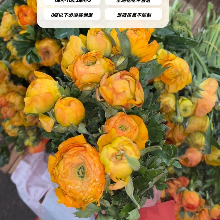 不售后，必买香槟橙洋牡丹1扎8～10只，购买三单包邮
