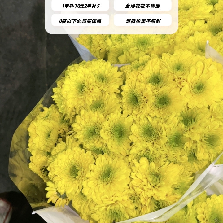 不售后，推荐大把头芒果布丁小菊1扎8～10支，购买三单包邮,鲜花速递/花卉仿真/绿植园艺,花材,淘宝优惠券,粉丝福利购,淘宝优惠卷