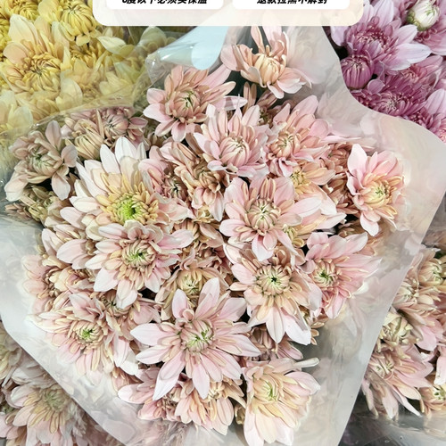 不售后，必买青雾小菊1扎8～10只，购买3单包邮