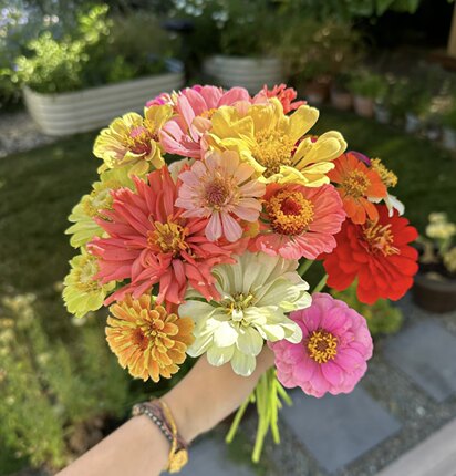 不售后，基地现采：混色百日菊1扎，购买三单包邮