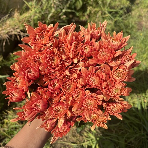 不售后，必买绝美暴富小菊1扎8～10只，购买三单包邮