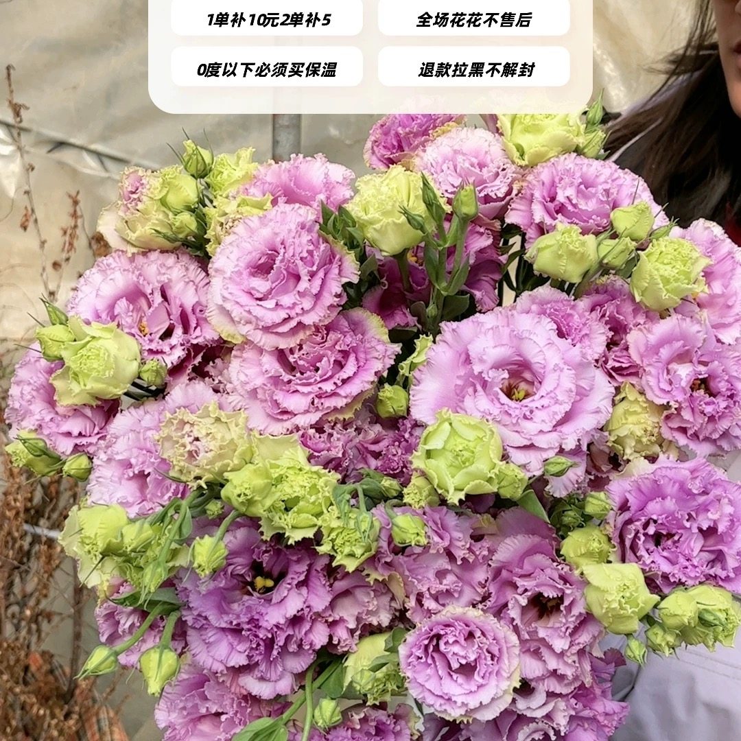 不售后，必必必买霜露浅紫洋桔梗1扎4拼，购买三单包邮,鲜花速递/花卉仿真/绿植园艺,花材,淘宝优惠券,粉丝福利购,淘宝优惠卷