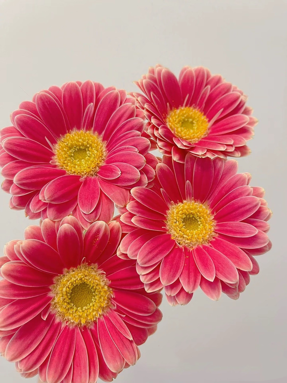 不售后，爱必达迷你樱桃小丸子非洲菊1扎8～10只，购买三单包邮