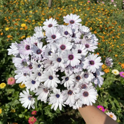不售后，基地现采：绝美蓝目菊1扎，购买三单包邮
