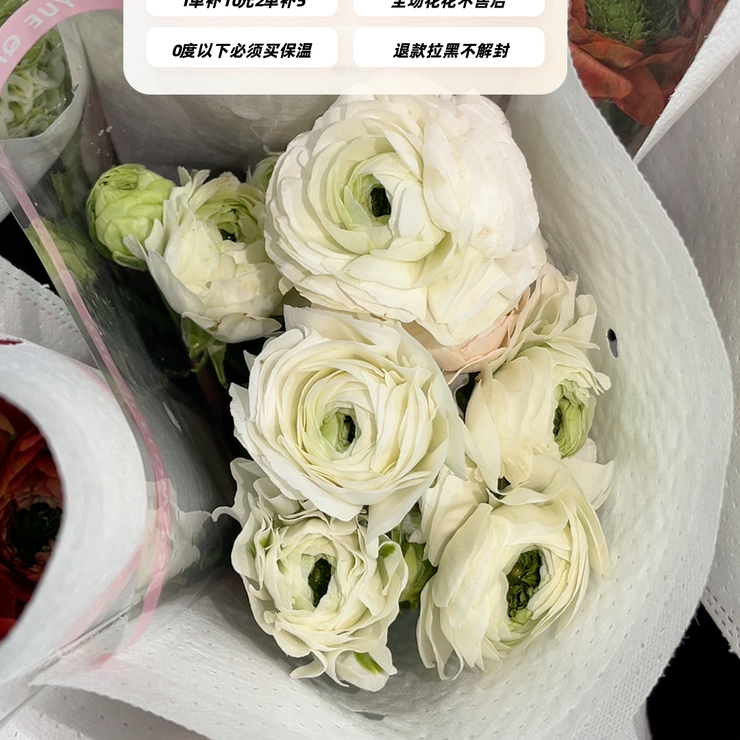 不售后，月琪日系青柠洋牡丹1扎8～10只，购买三单包邮