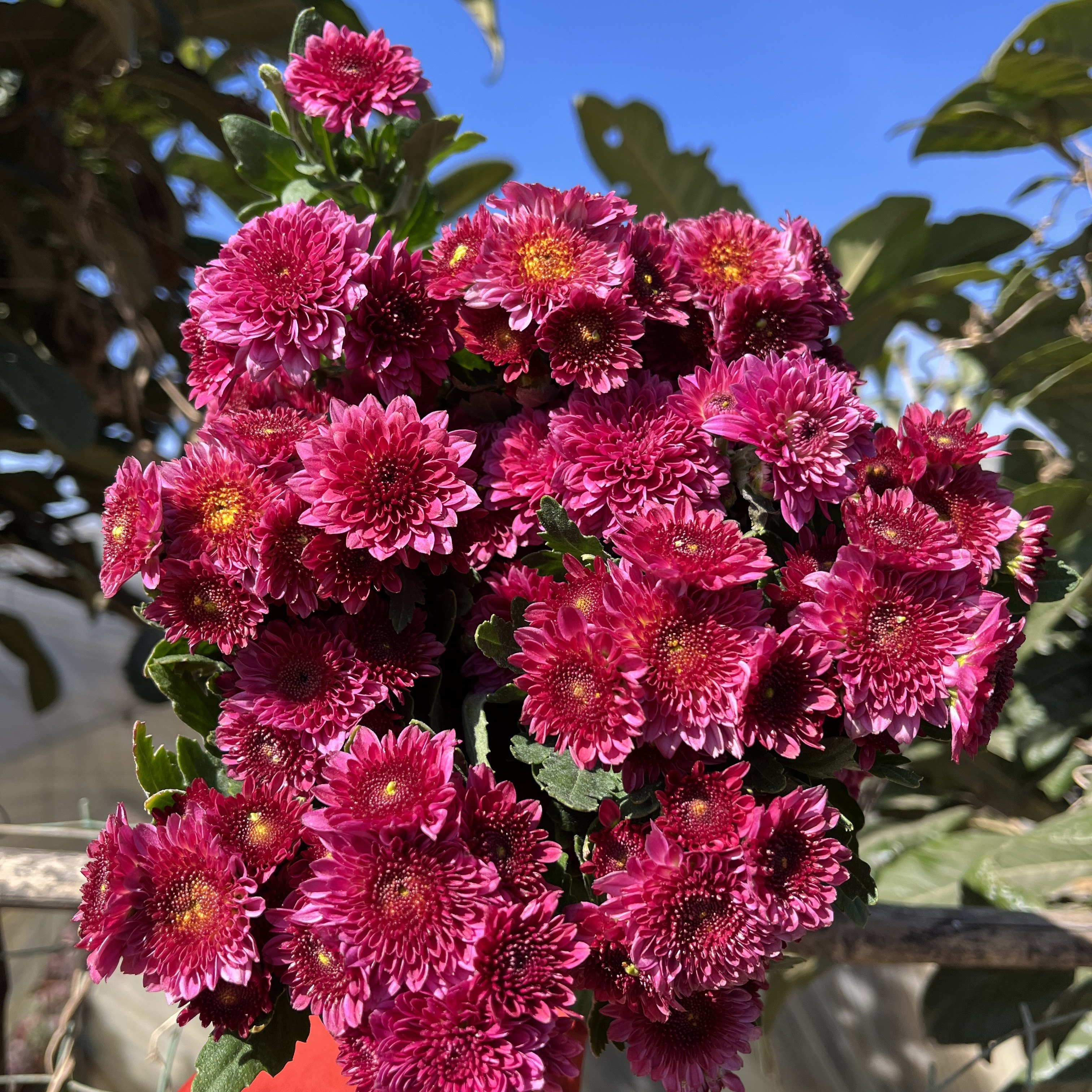 不售后，必买新品黄蕊紫花小菊1扎8～10只，购买三单包邮,鲜花速递/花卉仿真/绿植园艺,花材,淘宝优惠券,粉丝福利购,淘宝优惠卷