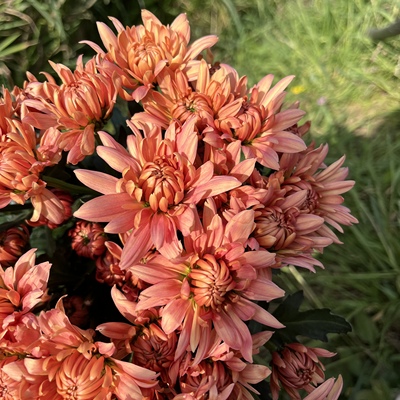 不售后，必买绝美长尾香槟题卡小菊1扎8～10只，购买三单包邮