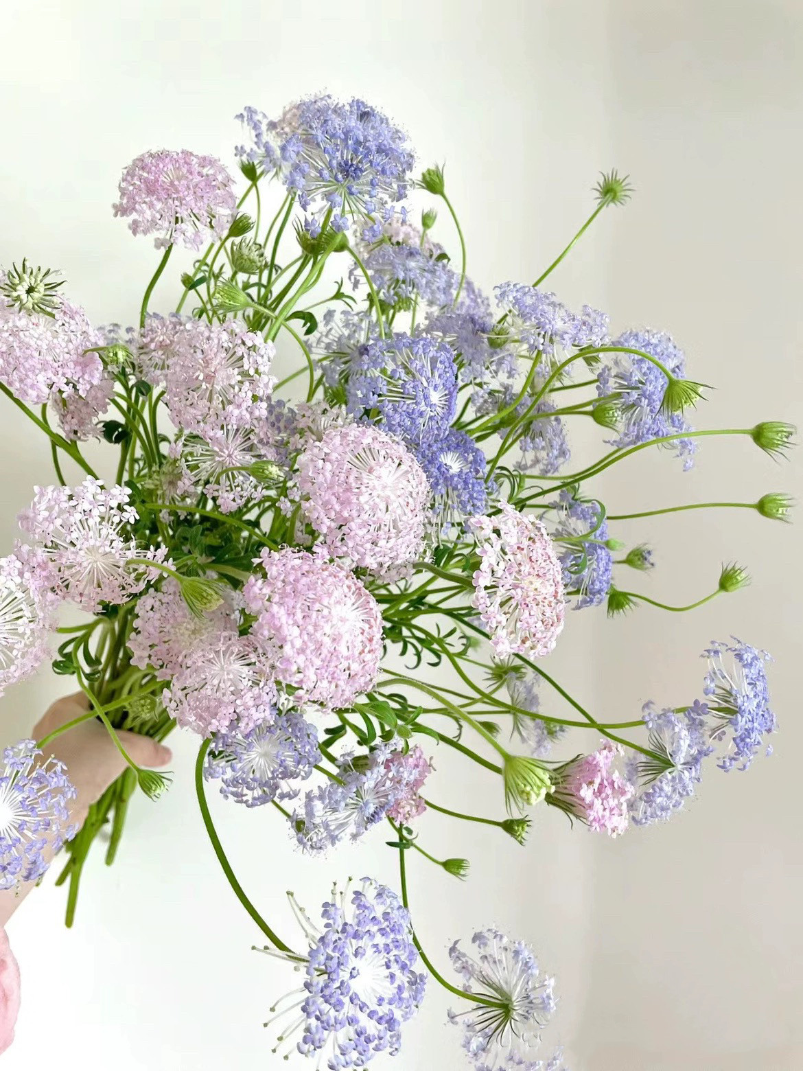 不售后，粉色加紫色翠珠共2扎，购买三单包邮,鲜花速递/花卉仿真/绿植园艺,花材,淘宝优惠券,粉丝福利购,淘宝优惠卷