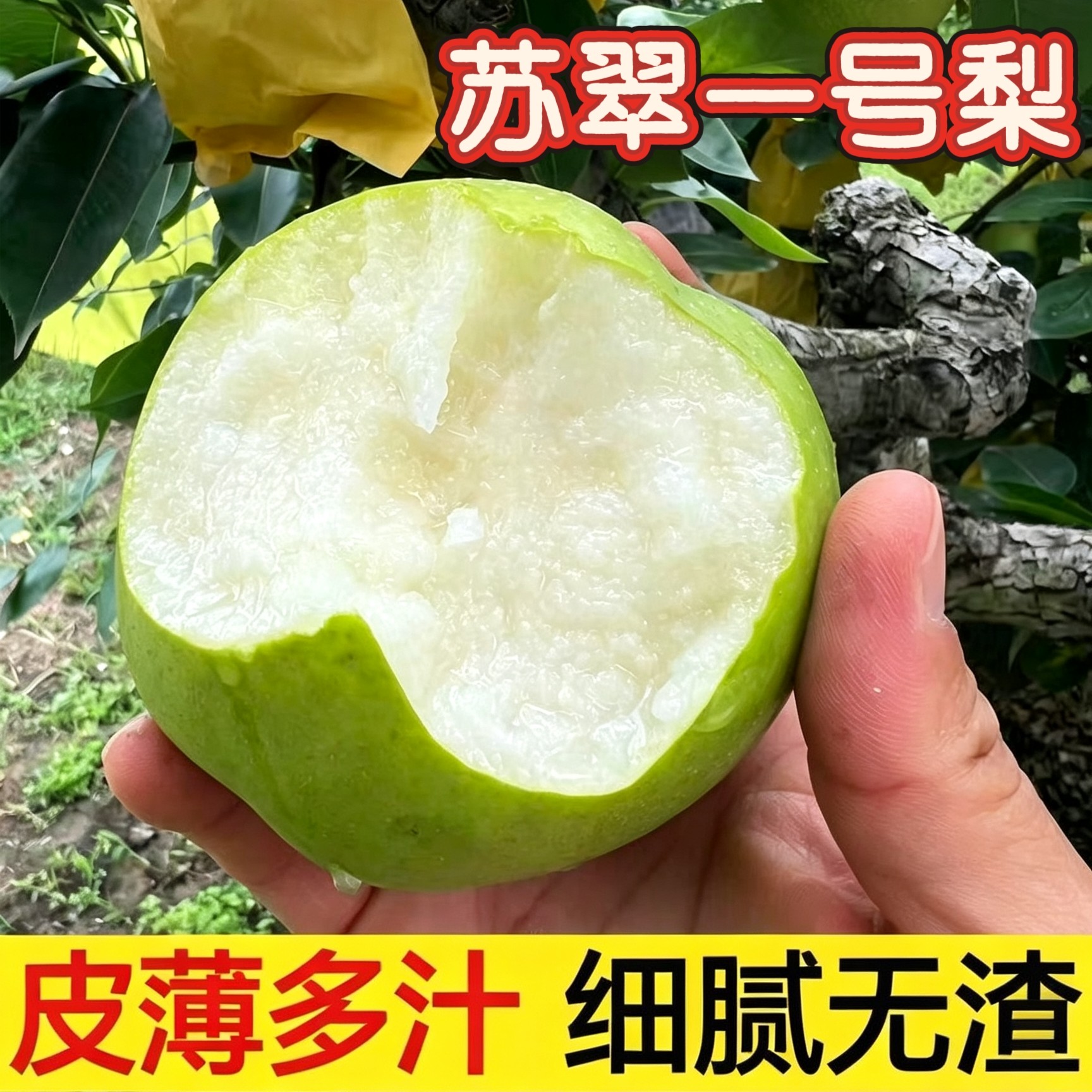 砀山苏翠一号蜜梨青皮梨 5斤装水润多汁 当季现摘新鲜水果包邮