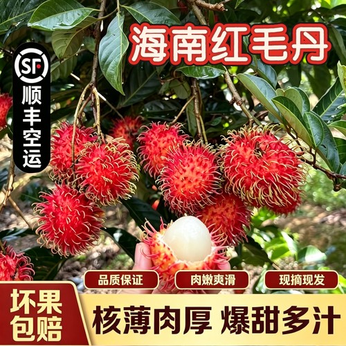 现摘保亭红毛丹毛荔枝顺丰空运