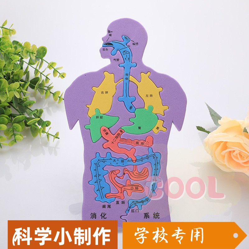科技小制作发明手工DIY人体消化系统内脏拼图EVA模型益智科学a640