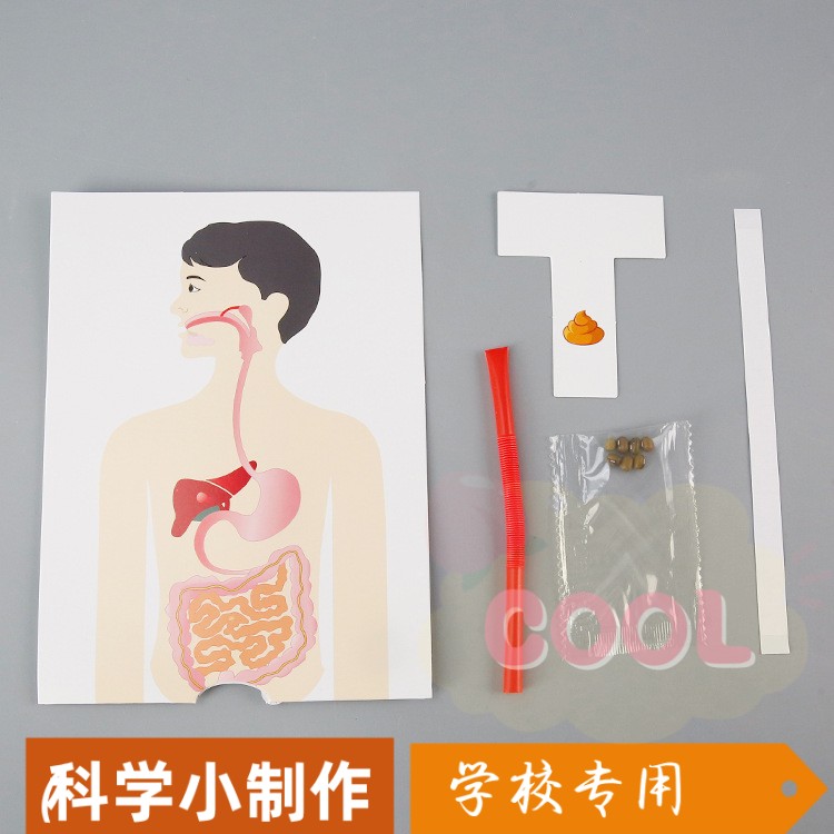 科学实验diy豆豆旅行记 人体消化系统模型科技小制作儿童手工SS83