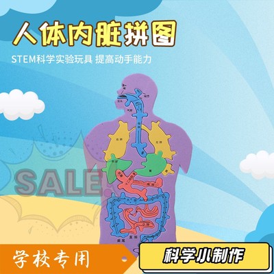 人体内脏结构模型消化系统器官科教结构启蒙儿童解剖科学diy拼图