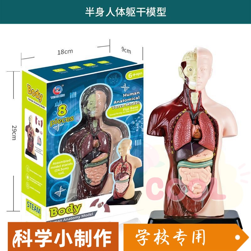 科教玩具早教人体器官骨骼模型套装科教中小学生DIY组装儿童a130