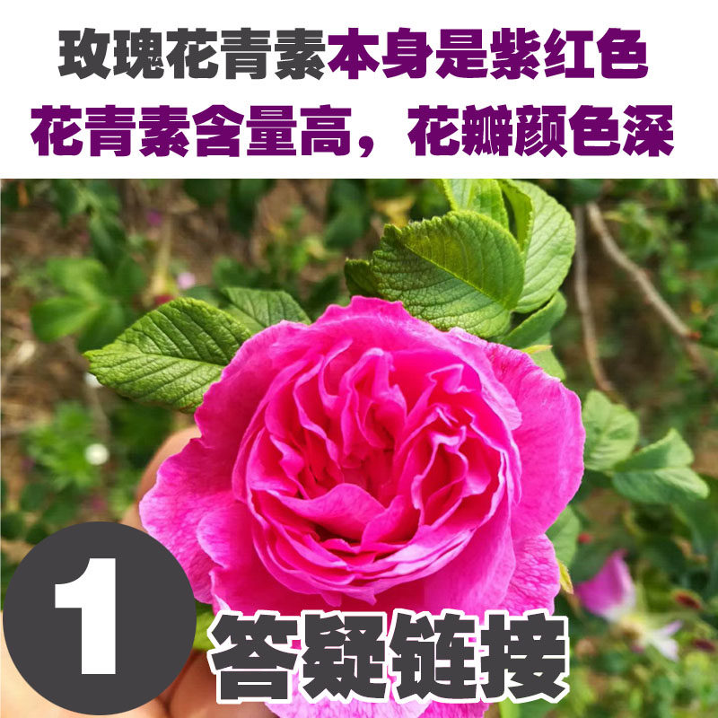 1号答疑链接，玫瑰花青素本身是紫红色，含量越高，颜色越深紫