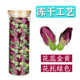 冻干工艺平阴重瓣红玫瑰花蕾干花茶代用花草茶