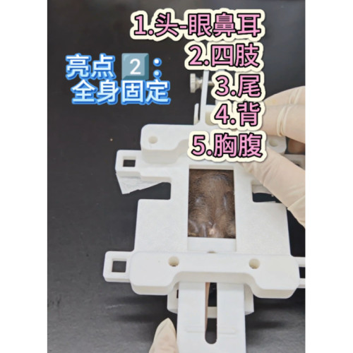 可开发票实验室大小鼠固定器 头四肢尾胸腹多部位固定科研神器