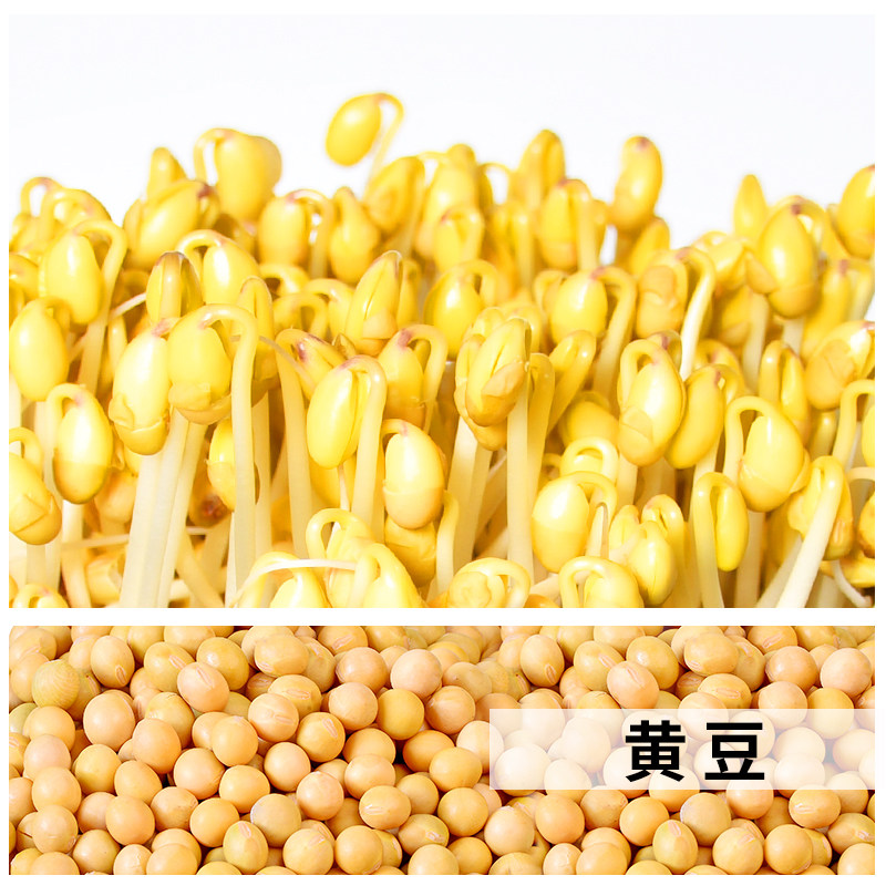 发豆芽专用小粒新黄豆东北农家自种690小金黄包邮泡黄豆芽做纳豆