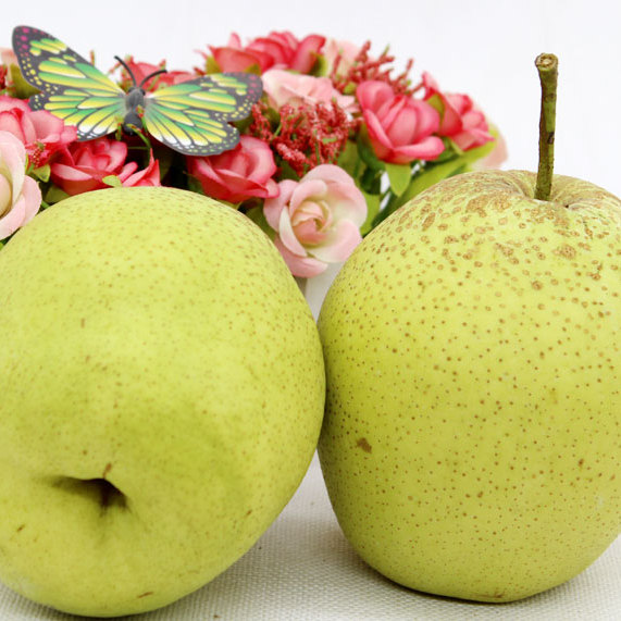 正宗赵州雪花梨河北赵县雪梨个大甘甜汁多当年现摘新鲜水果脆甜