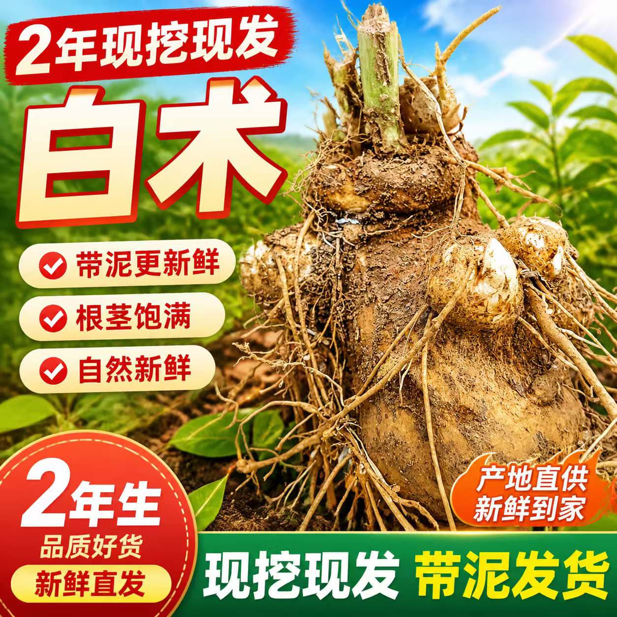 正宗2年新鲜白术现挖鲜白术自种白术正品新鲜白术 自己加工更放心