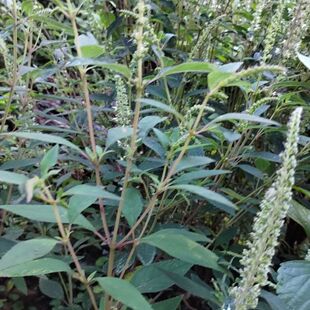 云南特产野坝子新鲜现采野坝蒿野香苏扫把茶净化空气调味料