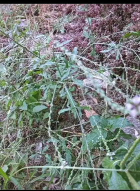 云南马鞭草新鲜发货马鞭梢全草铁马鞭草马边草整株鲜货现采