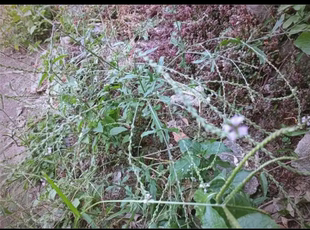 云南马鞭草新鲜发货马鞭梢全草铁马鞭草马边草整株鲜货现采