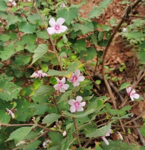 云南地桃花根地桃花拦路虎八卦根猫踏蹄枝叶五爪虱狗脚迹花