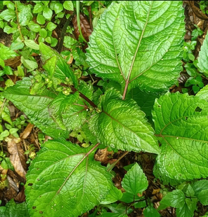 下田菊  原生态猪耳朵叶 白龙须 天水胡椒 风气草 汗苏麻现采