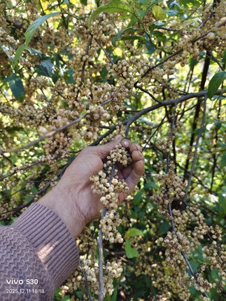云南杜茎山 食用野胡椒 白茅茶 山桂花 新鲜鲫鱼胆 冷饭果岑心花
