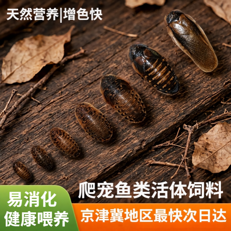 杜比亚蟑螂活体饲料包邮北京爬宠图片