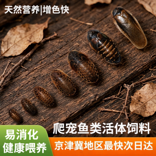 杜比亚蟑螂活体饲料包邮北京爬宠