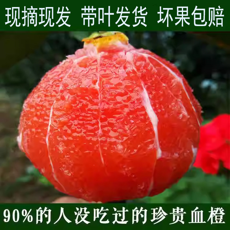 橙子血橙新鲜水果当季现摘红橙子中华红血橙红肉红心雪橙净重9斤