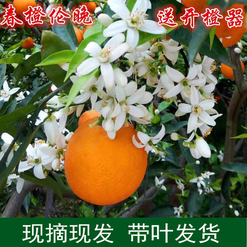 橙子正宗秭归伦晚脐橙新鲜水果当季现摘孕妇榨汁手剥脐橙整箱包邮