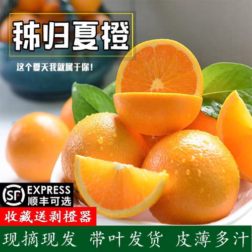 秭归夏橙现摘现发带叶发货