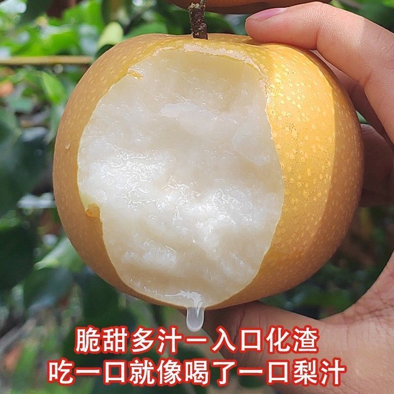 正宗山东秋月梨4.5斤梨子新鲜当季整箱包邮水果皮薄多汁甜冰糖梨