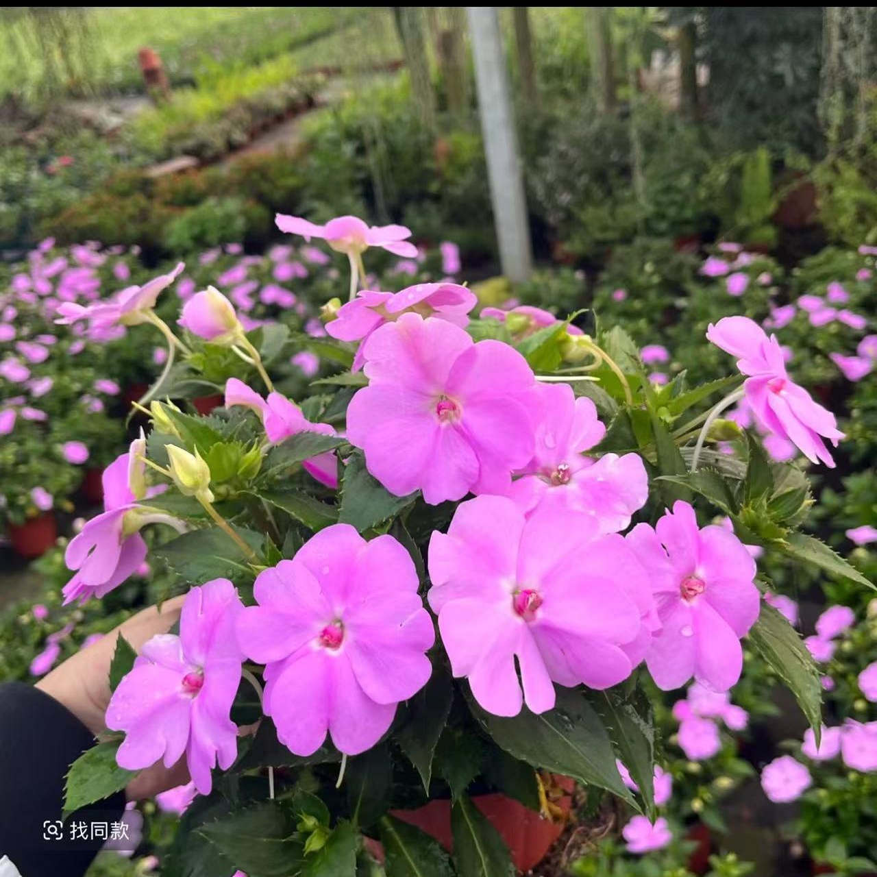 【超级凤仙“桑倍斯”】120*盆阳台盆栽地栽新宠耐热耐雨