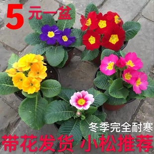 玫瑰报春花盆栽欧洲花苗冬季漏天室外喜阳耐寒花卉观花带香气花