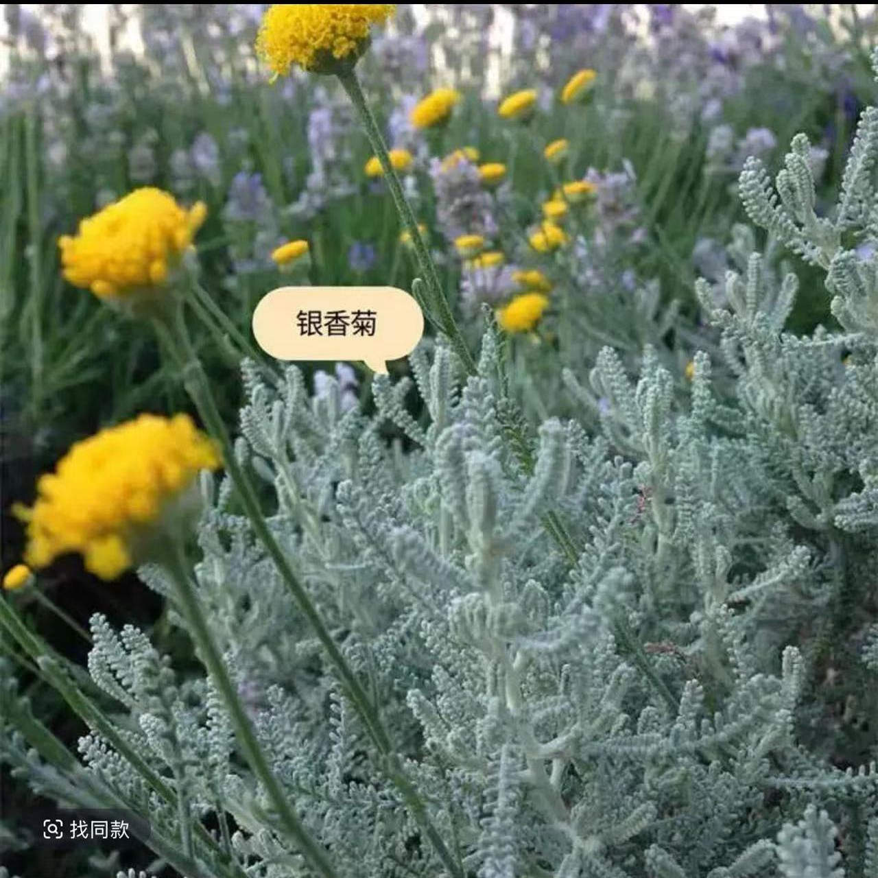 【银香菊盆栽】 棉杉菊秋冬室外耐寒花苗有香味银色系植物好美