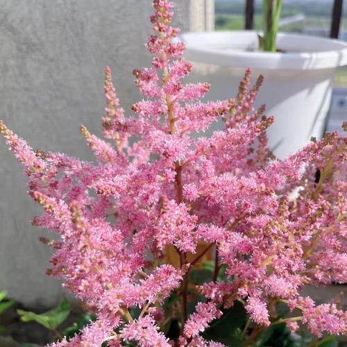 【粉色络新妇】(110盆栽)多年生毛茸茸开花植物庭院阳台爆花强