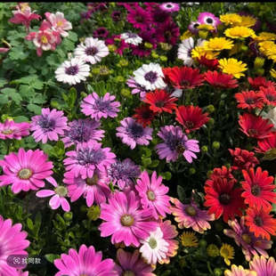 蓝目菊花苗南非万寿菊盆栽室外阳台庭院植物耐寒四季开花观花花卉